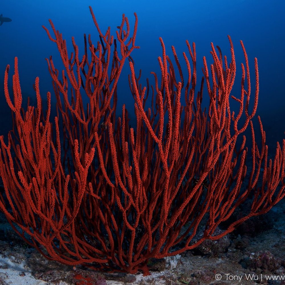 Meet your Posher, Coral